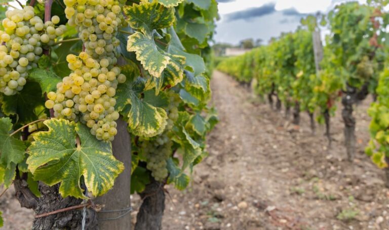 Konkurs nach Millionenverlust: Berühmtes Weingut vor dem Aus