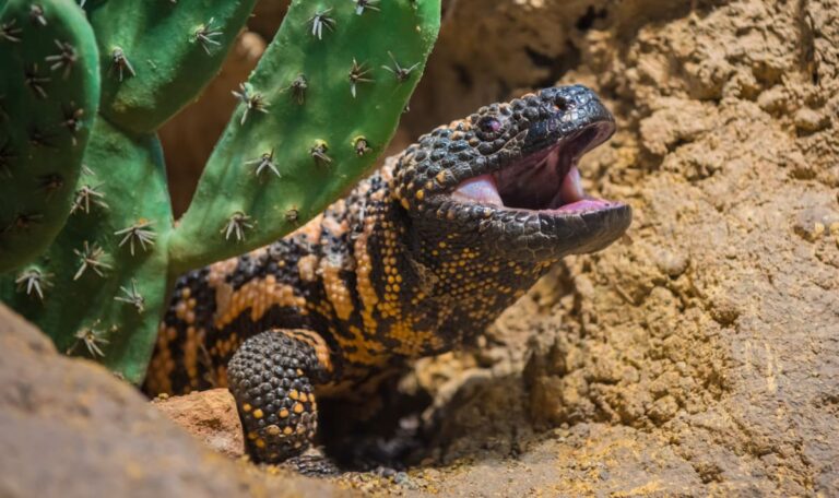 Gila-Echse: Wie Reptiliengift zum Milliarden-Abnehmmittel wurde