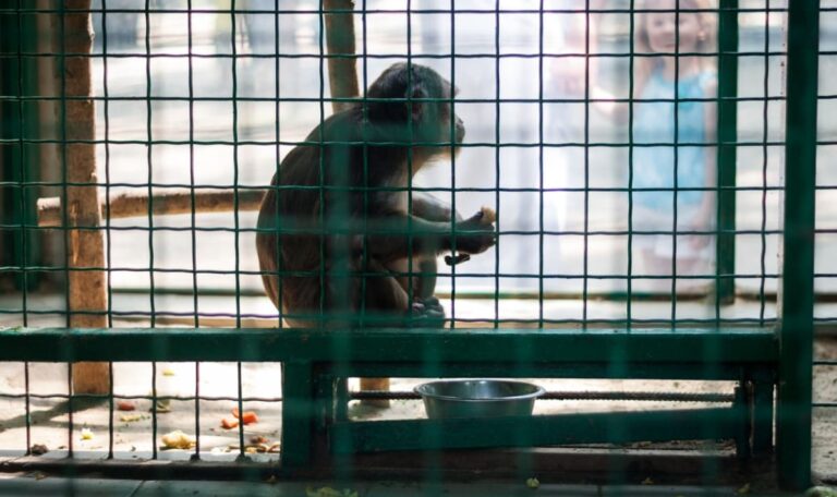 Zoo tötet alte Tiere – aus Platzmangel für Artenschutz!
