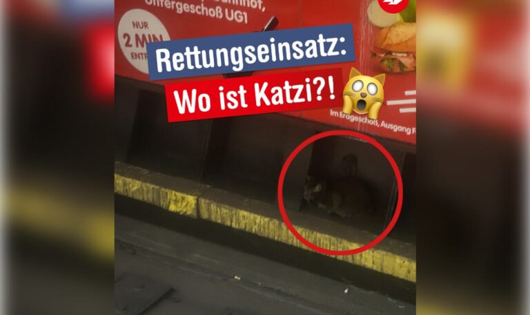 Wo ist Katzi?“ – Ausgebüxter Vierbeiner sorgt für U-Bahn-Chaos