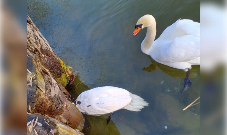 Feuerwehreinsatz: Schwan steckte mit Kopf zwischen Holzpfosten fest