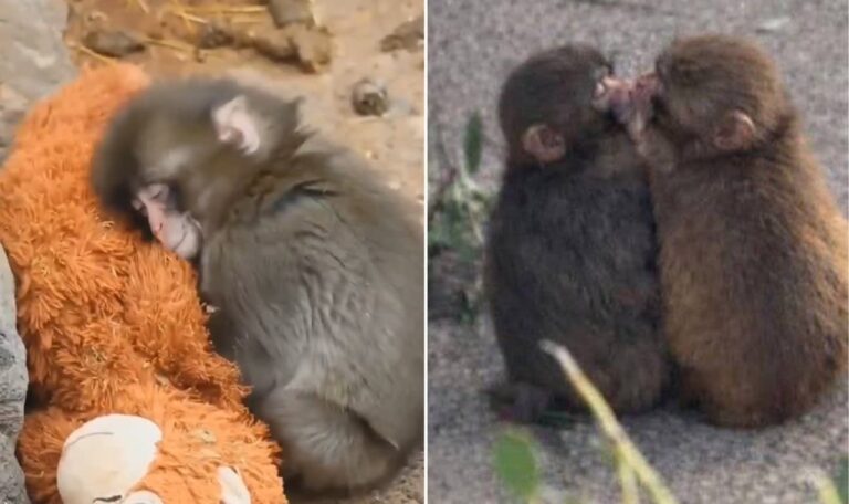 Küsschen statt Stofftier: Affe Punch hat endlich eine Freundin (VIDEO)