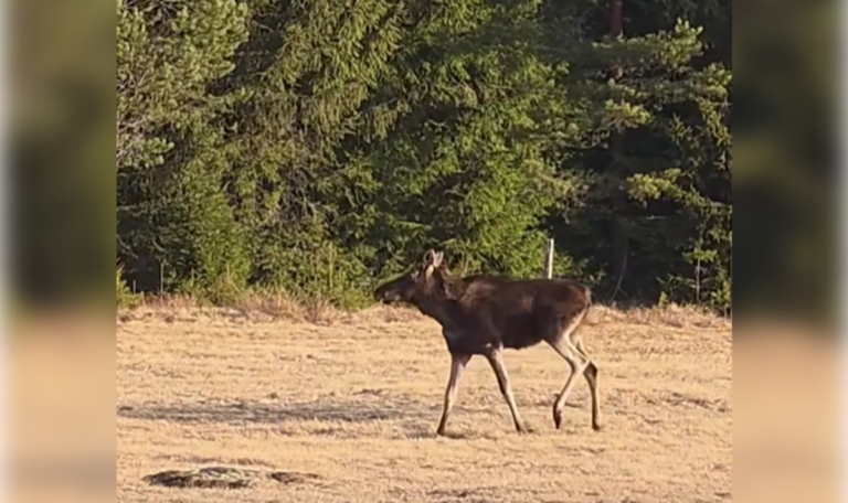 Elch Emil ist wieder unterwegs – mit neuem Look (VIDEO)