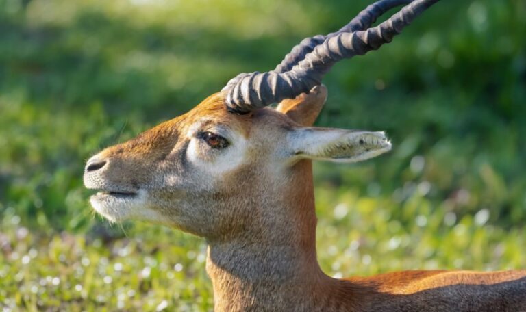 Antilopen‑Jungtier im Tiergarten Schönbrunn von Unbekanntem erschossen