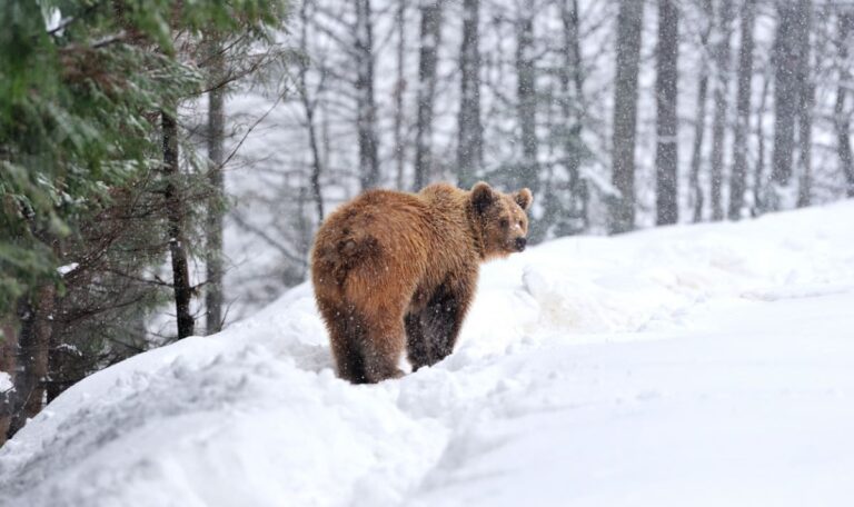 Spuren im Schnee: Wildkamera filmt Bär in Österreich
