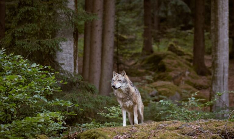 Bestätigt: Auf der A1 erfasstes Wildtier war ein Wolf