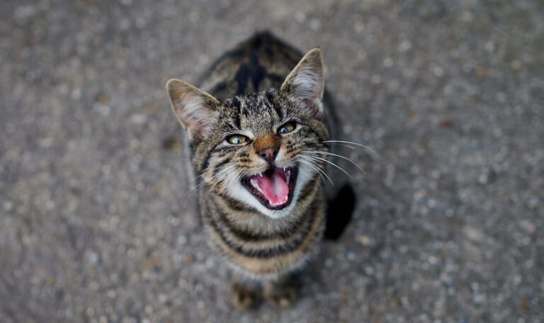 Bei Minusgraden auf Balkon gesperrt – Miauende Katze alarmiert Nachbarn