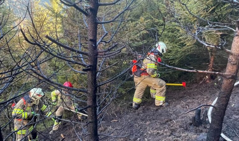 Neunjährige lösten mit Lagerfeuer Waldbrand aus (FOTOS)