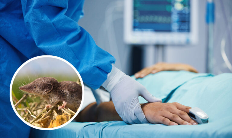 Maus als Überträger: Mann stirbt nach Borna-Virus-Infektion