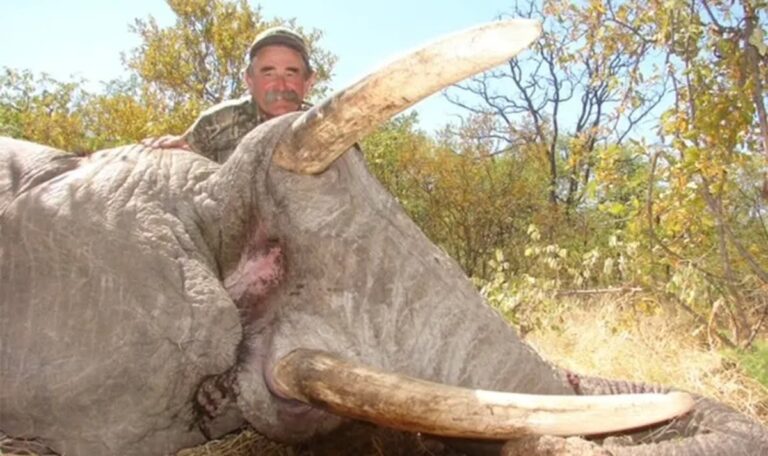 Großwildjäger (75) von Elefantenherde niedergetrampelt – tot