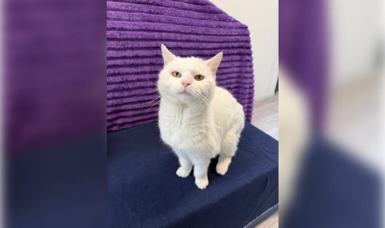 Jäger sollte Seniorenkatze töten – Familie wollte sie loswerden