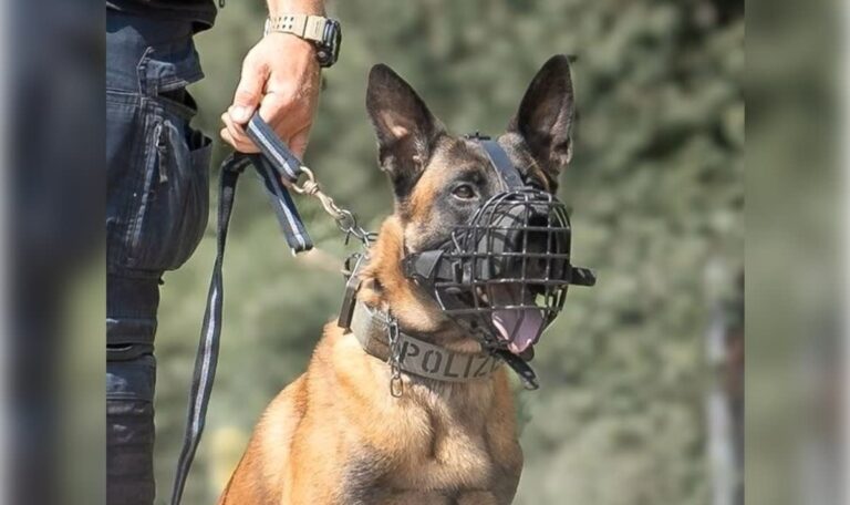 Polizeihund „Hendrix“ schnappt Postdiebin
