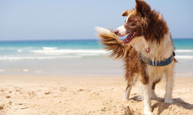 Hunde‑Traumstrand in Kroatien: Mega‑Investition macht Urlaub perfekt