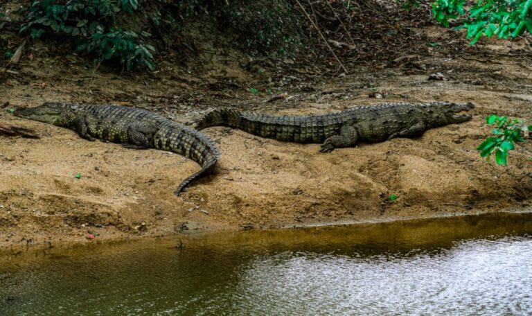Krokodile als Grenzwächter – Regierung prüft Tier-Barriere gegen Flüchtlinge