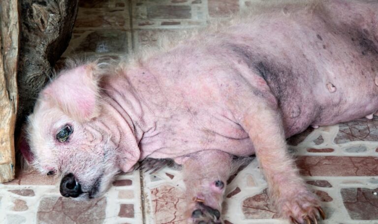 Zwei Tier-Höllen binnen Tagen – 51 Tiere befreit