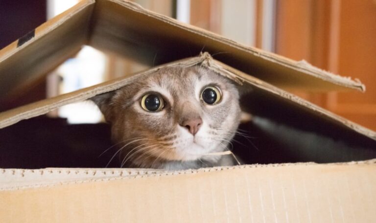 Wiener verschickt Katze im Paket – „Post stellte mir Falle!