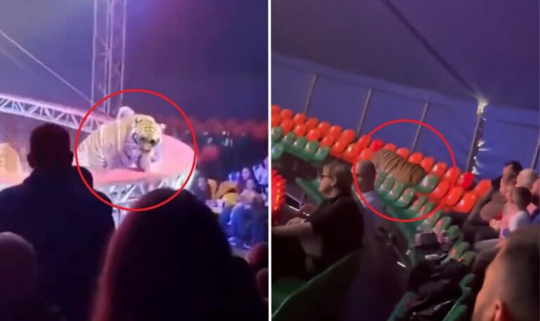 Tiger springt ins Publikum – Zirkusbesucher in Panik (VIDEOS)