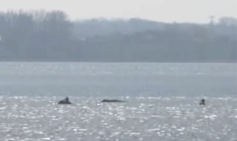 Wal „Timmy“ schwimmt endlich: Schafft er es in die Nordsee?