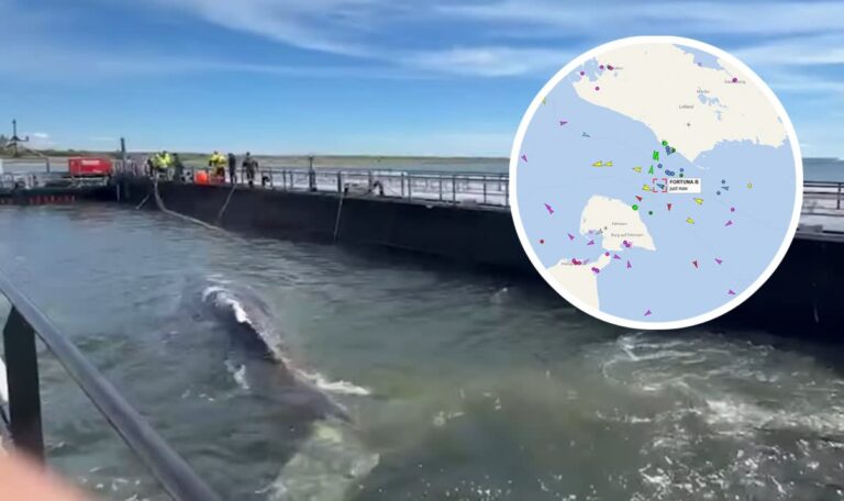 Wal-Transporter mit „Timmy“ unterwegs – Dänemark in Sicht (VIDEOS)