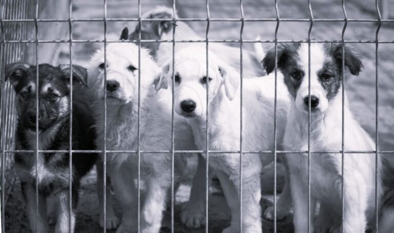 Horrorfund in Kroatien: Tierschützer finden Dutzende tote Hunde