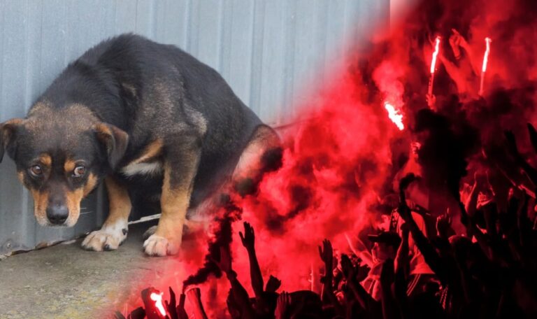 Brutale Säuberung: Drei Millionen Hunde sollen für WM 2030 sterben