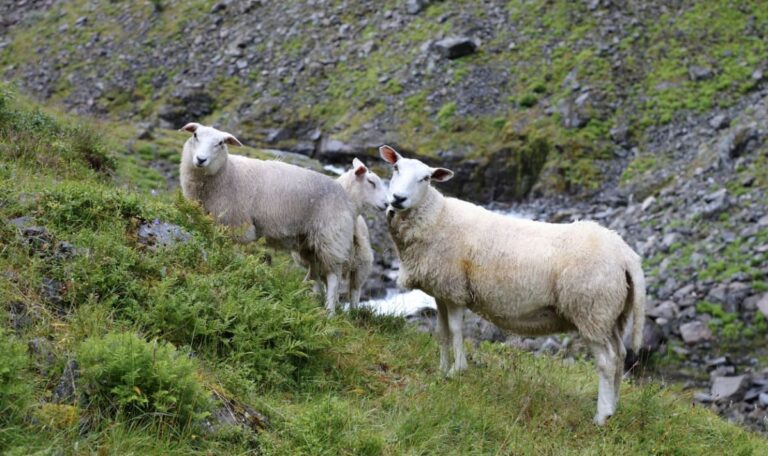Aus dem Ruhestand zurück in die Heimat – jetzt lebt er als Schafhirte