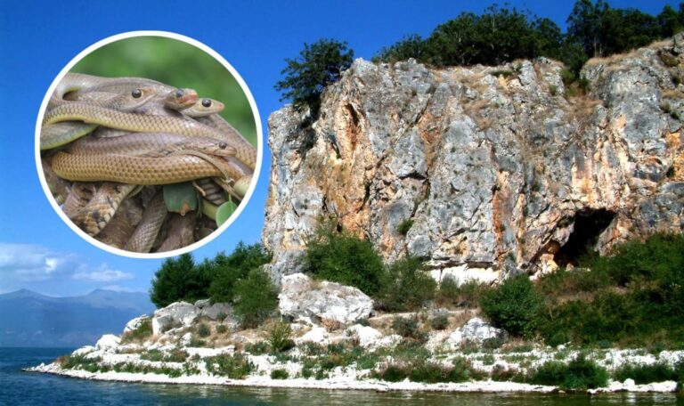 Achtung vor dieser Balkan-Schlangeninsel: 9.000 Giftschlangen pro Quadratkilometer