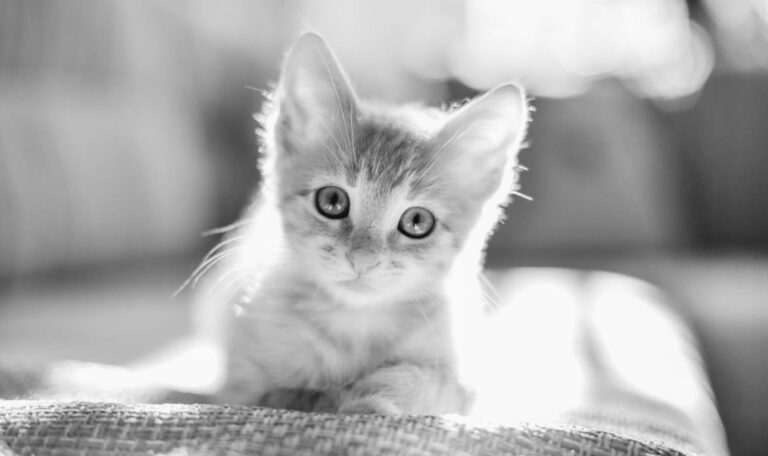 Mit Schaufel erschlagen: Katzen-Quäler müssen sich vor Gericht verantworten
