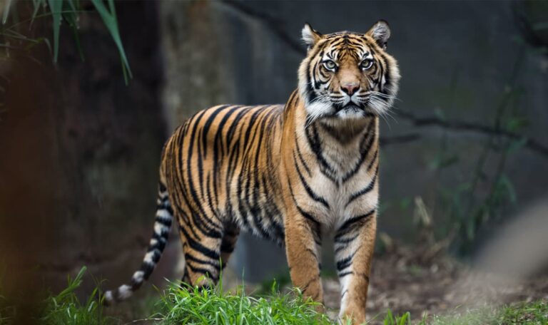 Tiger bricht aus Gehege aus – Mann verletzt