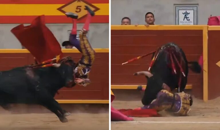 Hoden-Not-OP, Lebensgefahr: Matador von Stier aufgespießt (VIDEO)