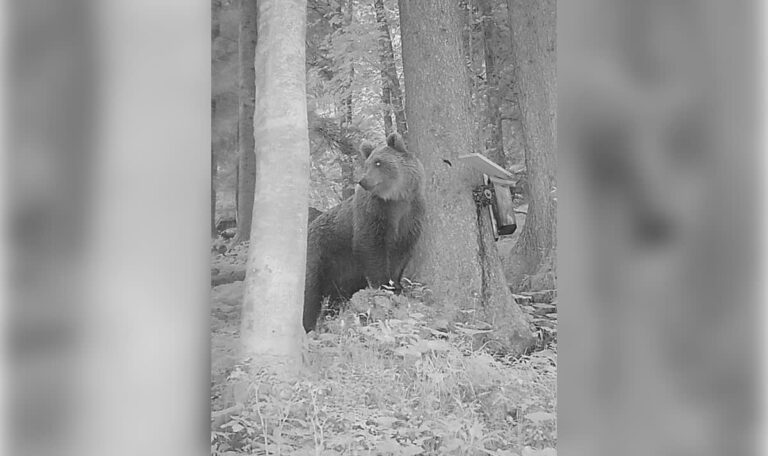 Braunbär taucht in Österreich auf – Behörden schlagen Alarm