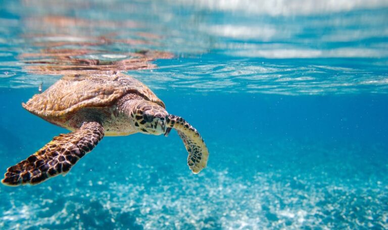 China schlägt Alarm: Schildkröten spionieren für feindliche Mächte