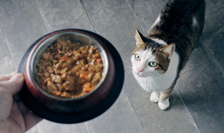Innere Blutungen möglich: Fressnapf warnt vor gefährlichem Katzenfutter