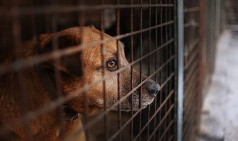 Südkoreas dunkles Geheimnis: Wo sind die 400.000 Hunde?