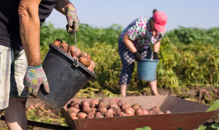 Landwirtschaft findet trotz gutem Lohn keine jungen Arbeitskräfte