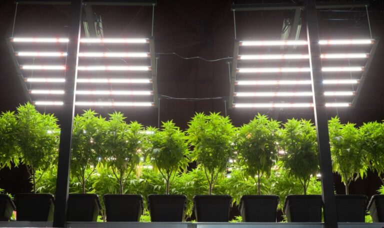 Cannabis-Anbau: Pensionisten wegen großer Plantage angeklagt