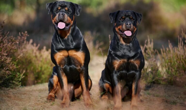 Vier Hunde attackieren Spaziergänger auf offener Straße