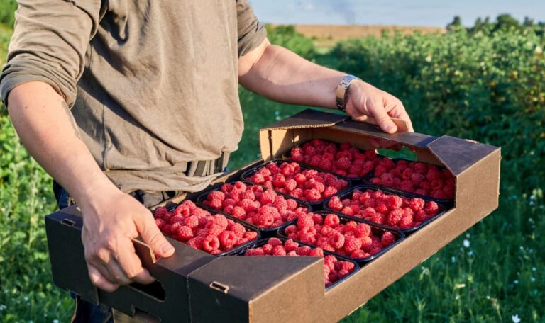 „Keine Leute mehr, die arbeiten wollen“: Serbiens Bauern verzweifeln vor der Ernte