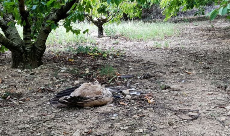 Giftköder-Alarm: Bereits sieben Geier vergiftet
