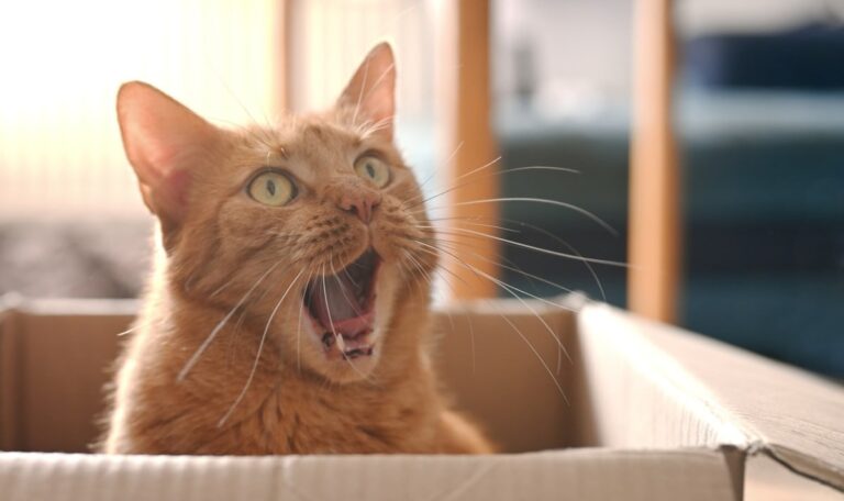 Amazon-Lieferfahrer soll Hauskatze einer Kundin geklaut haben