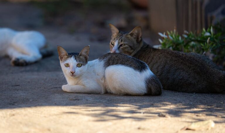 400 Katzen sichergestellt: Razzia gegen illegalen Fleischhandel