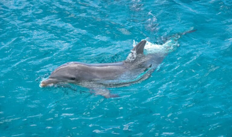 Delfin Oliver verzaubert Kroatien – doch die Nähe wird zur Gefahr