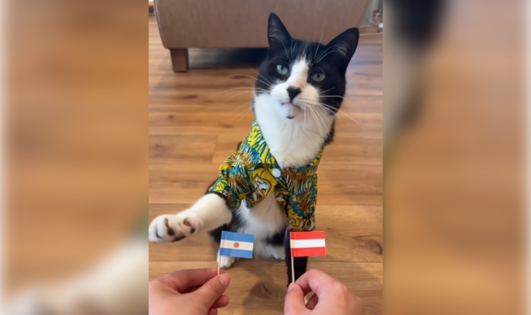 Dieser Kater tippt besser als alle WM-Experten zusammen (VIDEO)