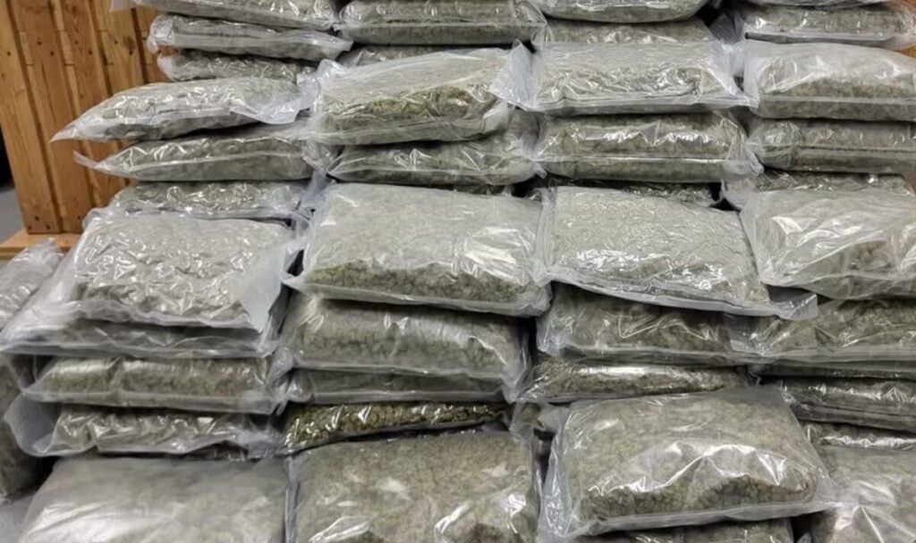 Drogen-Doppelschlag in Wien: Polizei stellt 70 Kilo Marihuana sicher