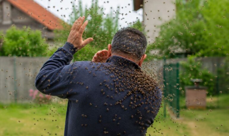 Bienenschwarm tötet 39-Jährigen – Ärzte kämpften vergeblich