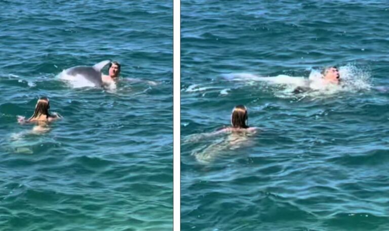 Delfin Oliver zieht Schwimmer in Kroatien unter Wasser (VIDEO)