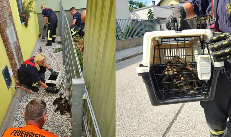 Entenmama schlägt Alarm – Feuerwehr rettet zehn Küken (VIDEO)