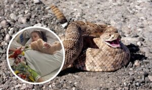 Dreijährige greift nach Geschenk – Klapperschlange beißt zu