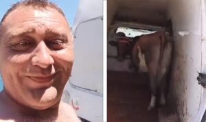 Mann nimmt Kuh mit ans Meer – dieses Video aus Neum geht viral! (VIDEO)