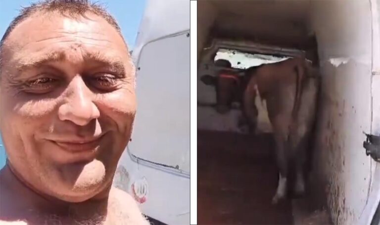 Mann nimmt Kuh mit ans Meer – dieses Video aus Neum geht viral! (VIDEO)